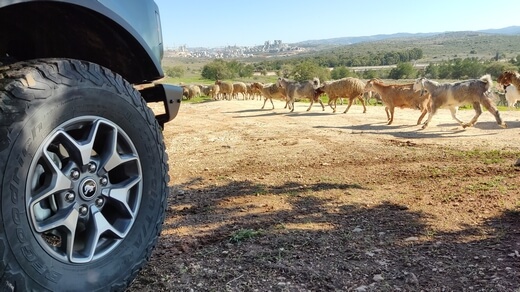 פורד ברונקו